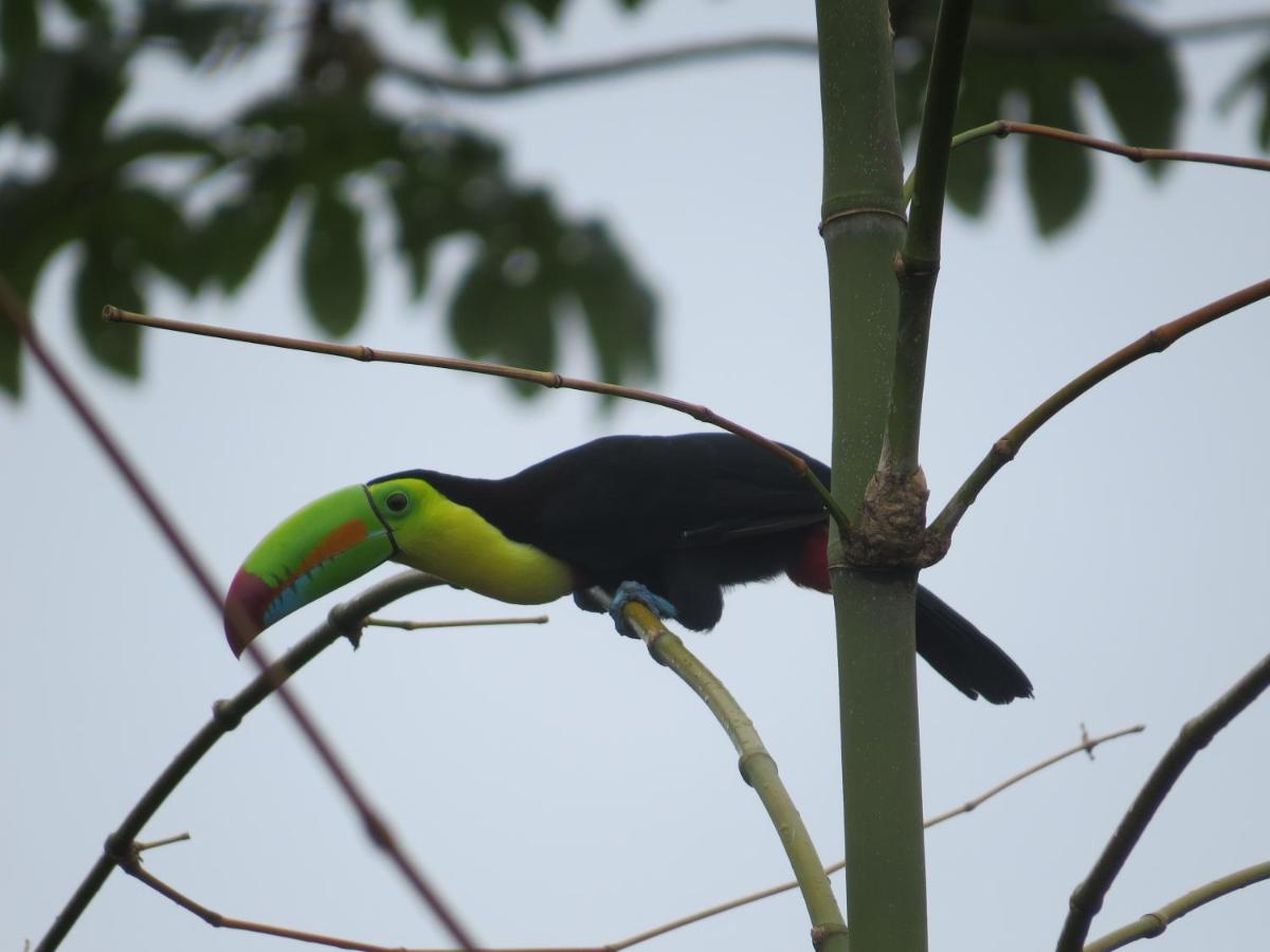 Hotel Pedacito De Cielo Boca Tapada ภายนอก รูปภาพ