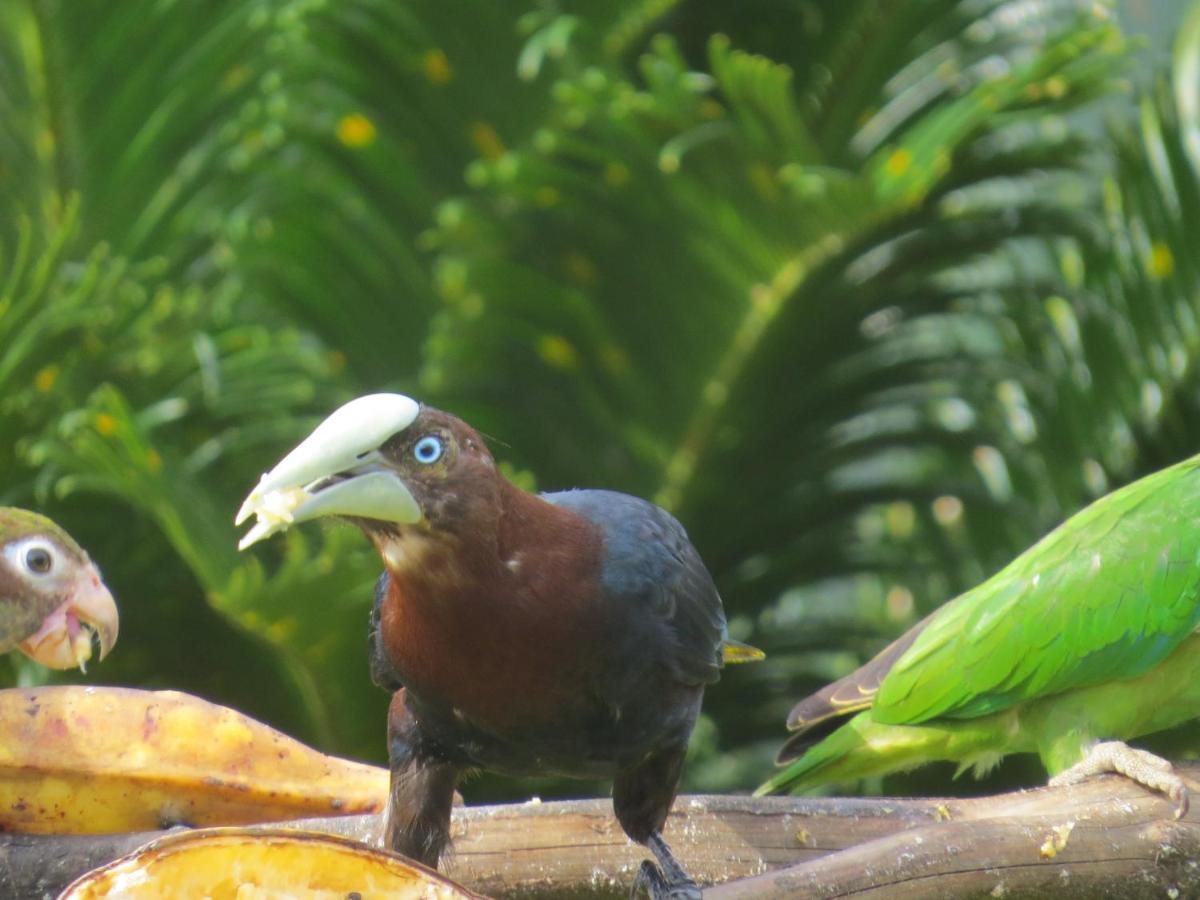 Hotel Pedacito De Cielo Boca Tapada ภายนอก รูปภาพ