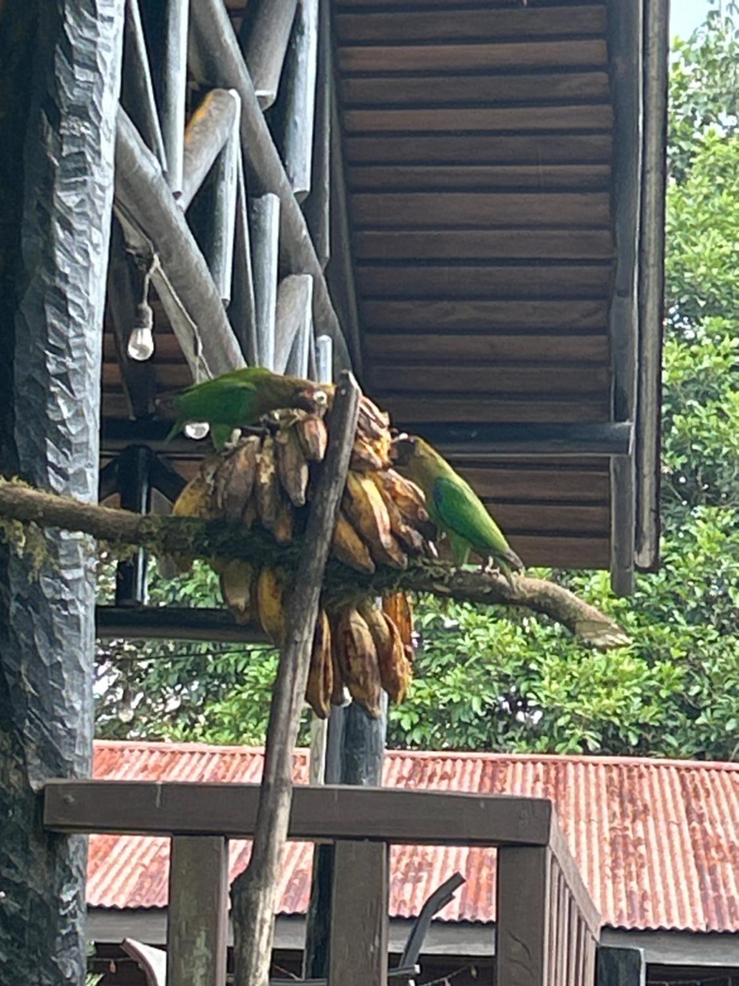 Hotel Pedacito De Cielo Boca Tapada ภายนอก รูปภาพ